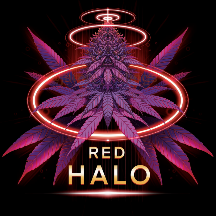 Semillas de marihuana feminizadas Red Halo de Conscious Seeds, cogollo enorme.