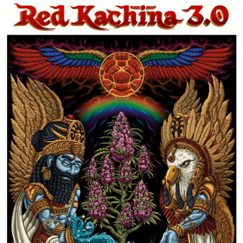 Semillas de marihuana feminizadas Red Kachina 3.0 de Conscious Seeds, cogollo enorme.