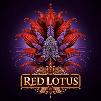 Semillas de marihuana feminizadas Red Lotus de Conscious Seeds, cogollo enorme.