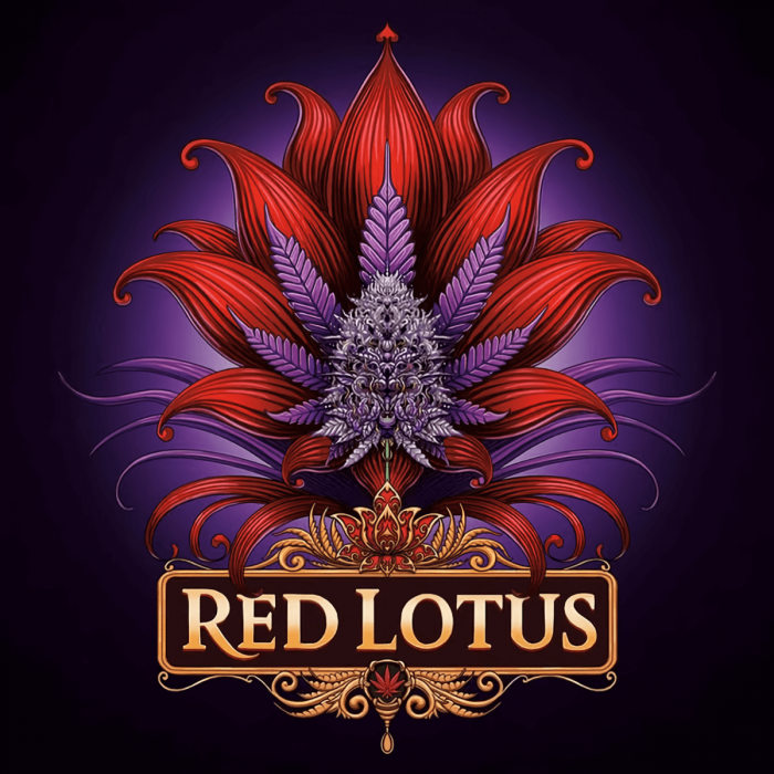 Semillas de marihuana feminizadas Red Lotus de Conscious Seeds, cogollo enorme.