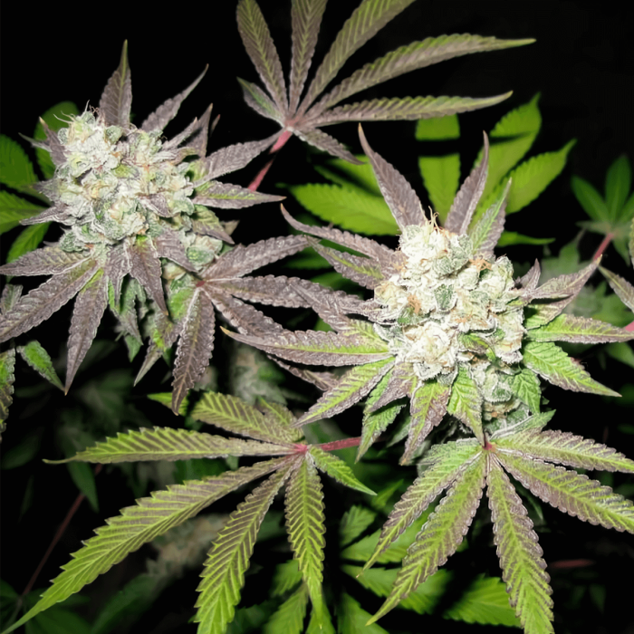 Semillas de marihuana feminizadas Tiramisu de The Cali Connection, cogollos resinosos.