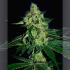 Semillas de marihuana feminizadas Sugarmill de The Cali Connection, cogollo resinoso.