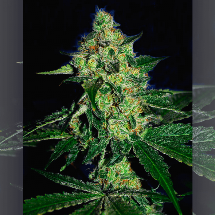 Semillas de marihuana feminizadas Sugarmill de The Cali Connection, cogollo resinoso.