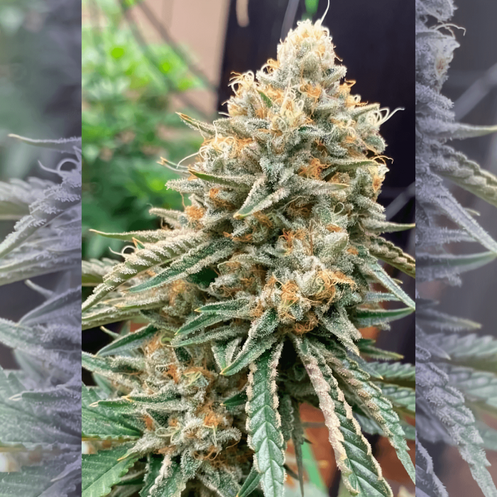 Semillas de marihuana feminizadas Corleone Kush de The Cali Connection, cogollo resinoso.