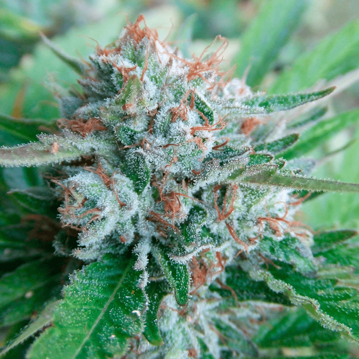 Semillas de marihuana feminizadas Bellini de The Cali Connection, cogollo resinoso.