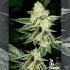 Semillas de marihuana feminizadas Louis XIII OG de The Cali Connection, cogollo resinoso.