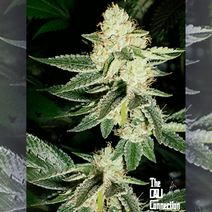 Semillas de marihuana feminizadas Louis XIII OG de The Cali Connection, cogollo resinoso.
