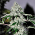 Semillas de marihuana feminizadas Chem 4 OG de The Cali Connection, cogollo resinoso.