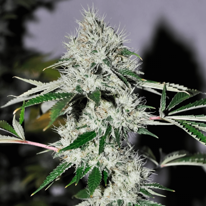 Semillas de marihuana feminizadas Chem 4 OG de The Cali Connection, cogollo resinoso.