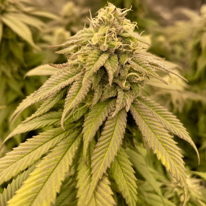 Semillas de marihuana feminizadas Boss Hogg de The Cali Connection, cogollo resinoso.