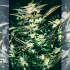 Semillas de marihuana feminizadas Jupiter OG Kush de The Cali Connection, cogollo resinoso.