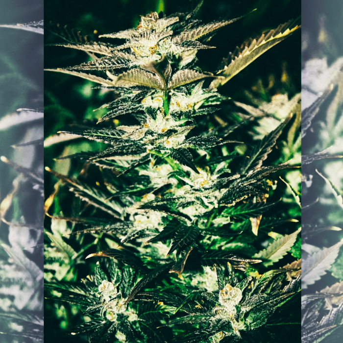 Semillas de marihuana feminizadas Jupiter OG Kush de The Cali Connection, cogollo resinoso.