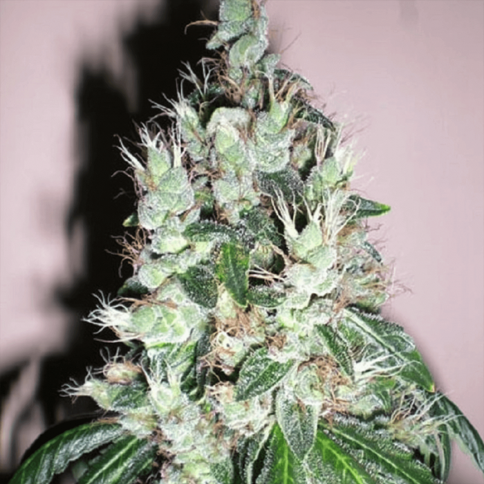 Semillas de marihuana feminizadas Jamaican OG de The Cali Connection, cogollo resinoso.