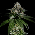 Semillas de marihuana feminizadas Fire OG de The Cali Connection, cogollo resinoso.