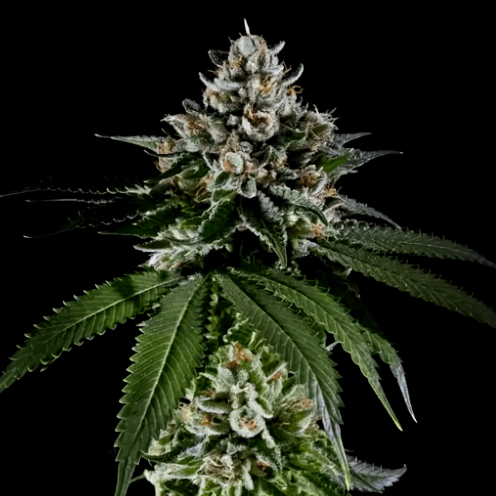 Semillas de marihuana feminizadas Fire OG de The Cali Connection, cogollo resinoso.