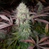 Semillas de marihuana feminizadas Purple Crack de The Cali Connection, cogollo resinoso.