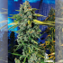 Semillas de marihuana feminizadas Blue Dream Haze de The Cali Connection, cogollo resinoso.