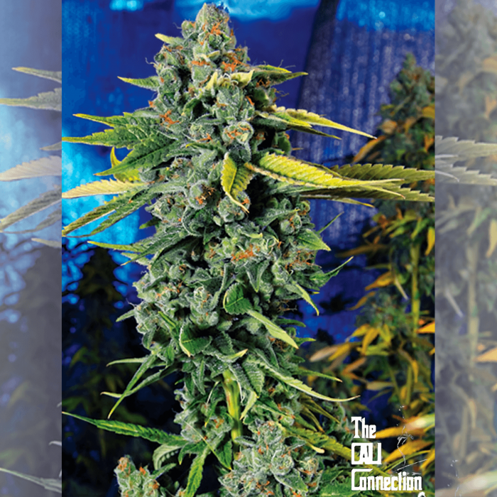 Semillas de marihuana feminizadas Blue Dream Haze de The Cali Connection, cogollo resinoso.