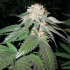 Semillas de marihuana feminizadas Julius Caesar de The Cali Connection, cogollo resinoso.