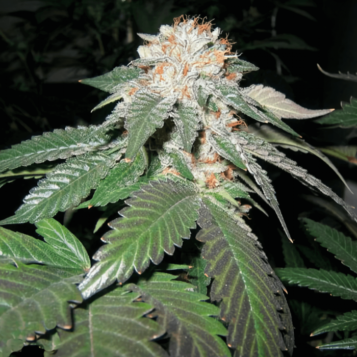 Semillas de marihuana feminizadas Julius Caesar de The Cali Connection, cogollo resinoso.