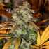 Semillas de marihuana feminizadas Strawberry OG de The Cali Connection, cogollo resinoso.