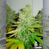 Semillas de marihuana feminizadas SFV OG Kush de The Cali Connection, cogollo resinoso.