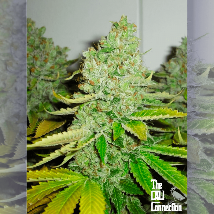 Semillas de marihuana feminizadas SFV OG Kush de The Cali Connection, cogollo resinoso.
