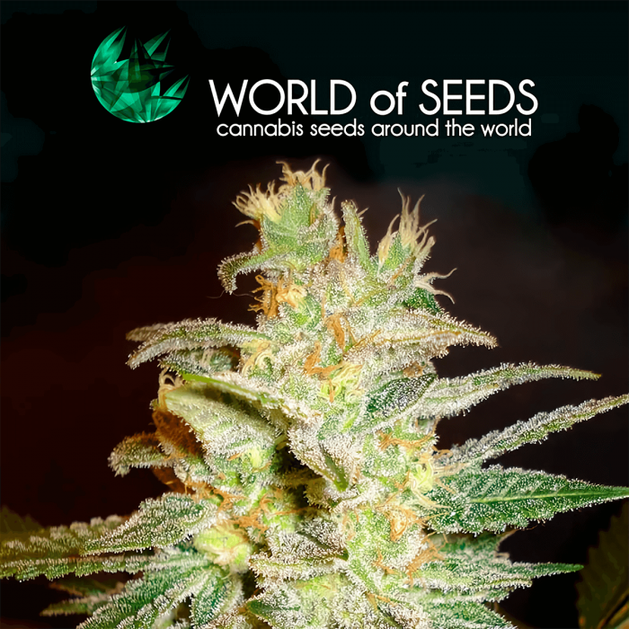 Semillas de marihuana feminizadas Northern Lights x Big Bud de World Of Seeds, logotipo.
