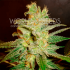 Semillas de marihuana feminizadas Northern Lights x Big Bud de World Of Seeds, cogollo.