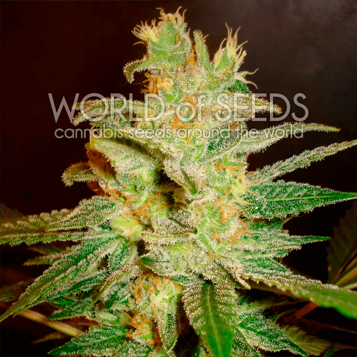 Semillas de marihuana feminizadas Northern Lights x Big Bud de World Of Seeds, cogollo.