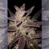 Semillas de marihuana feminizadas Northern Lights x Big Bud de World Of Seeds, resina.