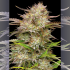 Semillas de marihuana Feminizadas California Haze de Humboldt Seeds, cogollo resinoso.