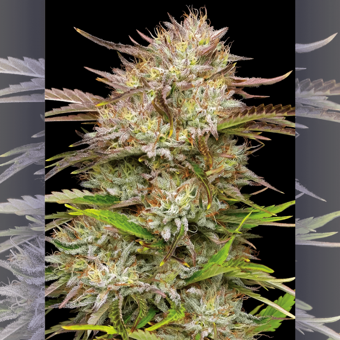 Semillas de marihuana Feminizadas California Haze de Humboldt Seeds, cogollo resinoso.