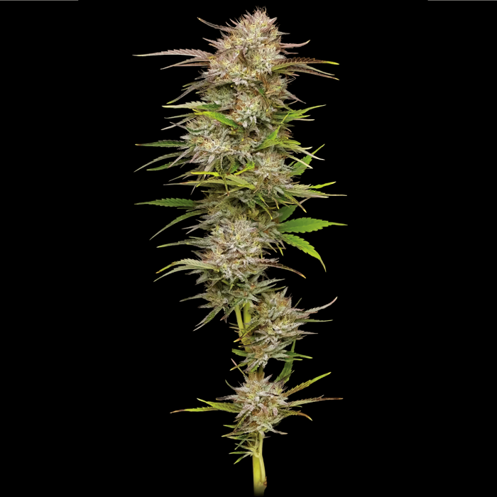 Semillas de marihuana Feminizadas California Haze de Humboldt Seeds, punta principal.