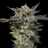 Semillas de marihuana feminizadas Autoflorecientes Auto Oreoz (00 Seeds)