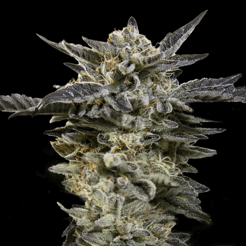 Semillas de marihuana feminizadas Autoflorecientes Auto Oreoz (00 Seeds)