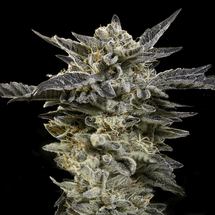 Semillas de marihuana feminizadas Autoflorecientes Auto Oreoz (00 Seeds)