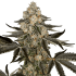 Semillas de marihuana feminizadas Autoflorecientes Auto Sauvignon Blanc (Sensi Seeds)