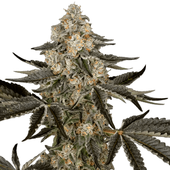 Semillas de marihuana feminizadas Autoflorecientes Auto Sauvignon Blanc (Sensi Seeds)