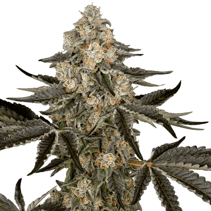 Semillas de marihuana feminizadas Autoflorecientes Auto Sauvignon Blanc (Sensi Seeds)