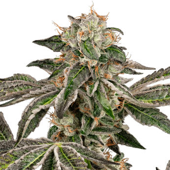 Semillas de marihuana feminizadas Autoflorecientes Auto Runtz (White Label)