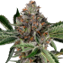 Semillas de marihuana Feminizadas Papaya Jealousy de Sensi Seeds, cogollo resinoso.