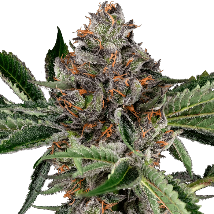 Semillas de marihuana Feminizadas Papaya Jealousy de Sensi Seeds, cogollo resinoso.