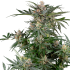 Semillas de marihuana Feminizadas Dosimosa de Sensi Seeds, cogollo resinoso.