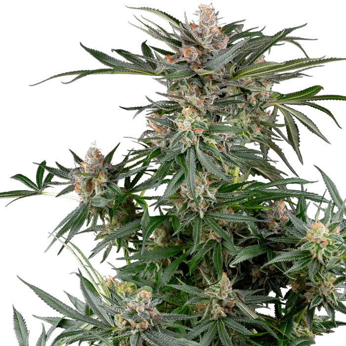 Semillas de marihuana Feminizadas Dosimosa de Sensi Seeds, cogollo resinoso.