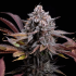 Semillas de marihuana Feminizadas Spicy Cherry de Positronics Seeds, cogollo resinoso.