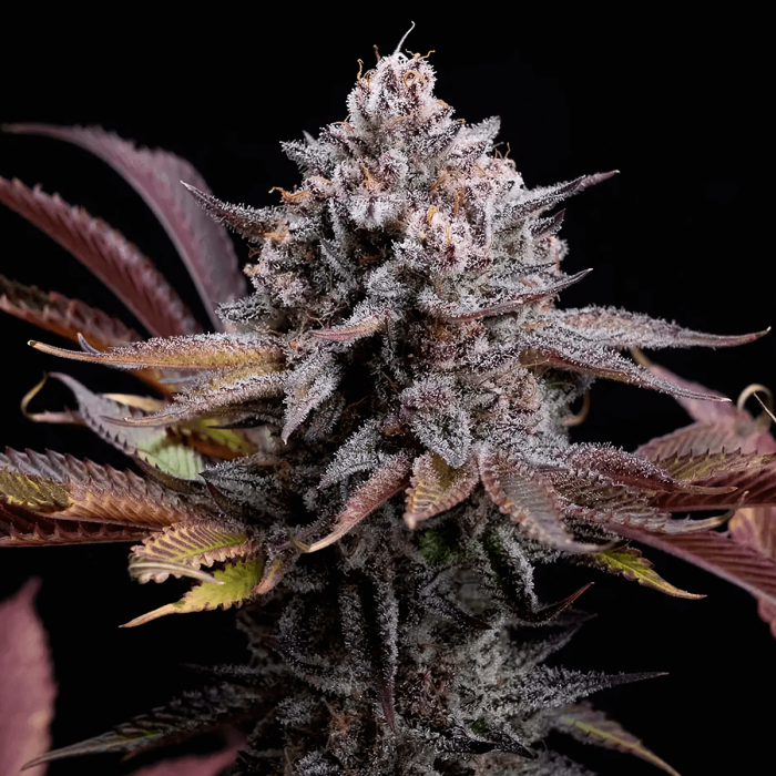 Semillas de marihuana Feminizadas Spicy Cherry de Positronics Seeds, cogollo resinoso.
