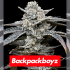 Semillas de marihuana Feminizadas Lemon Cherry Gelato de Barney's Farm Seeds, colaboración Backpack Boyz.