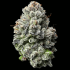 Semillas de marihuana Feminizadas Lemon Cherry Gelato de Barney's Farm Seeds, cogollo resinoso.