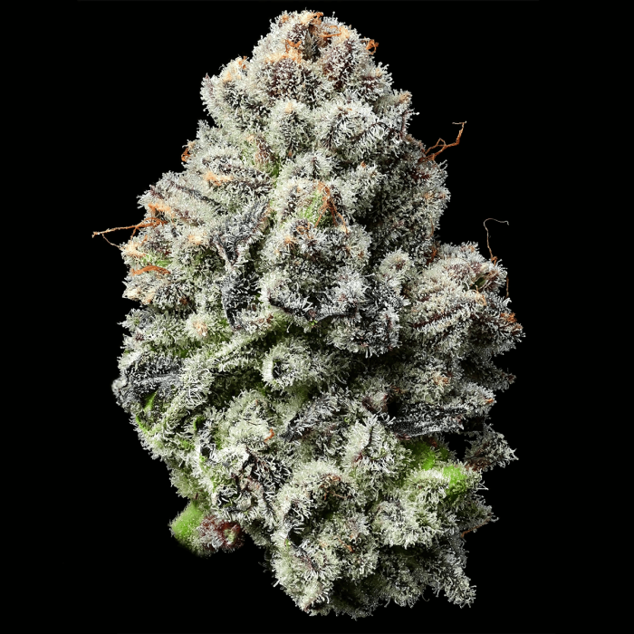 Semillas de marihuana Feminizadas Lemon Cherry Gelato de Barney's Farm Seeds, cogollo resinoso.